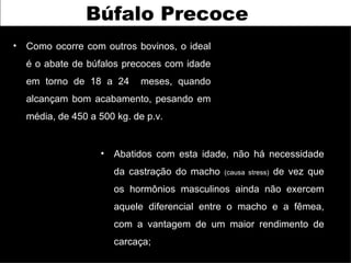 Búfalo Precoce
• Como ocorre com outros bovinos, o ideal
  é o abate de búfalos precoces com idade
  em torno de 18 a 24      meses, quando
  alcançam bom acabamento, pesando em
  média, de 450 a 500 kg. de p.v.


                  •   Abatidos com esta idade, não há necessidade
                      da castração do macho   (causa stress)   de vez que
                      os hormônios masculinos ainda não exercem
                      aquele diferencial entre o macho e a fêmea,
                      com a vantagem de um maior rendimento de
                      carcaça;
 