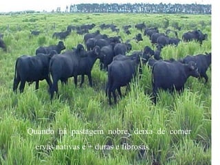 Quando há pastagem nobre, deixa de comer
  ervas nativas e + duras e fibrosas
 
