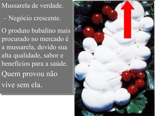 Mussarela de verdade.
 – Negócio crescente.
I-



O produto bubalino mais
procurado no mercado é
a mussarela, devido sua
alta qualidade, sabor e
benefícios para a saúde.
Quem provou não
vive sem ela. .
 