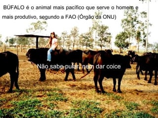BÚFALO é o animal mais pacífico que serve o homem e
mais produtivo, segundo a FAO (Órgão da ONU)




             Não sabe pular, nem dar coice
 