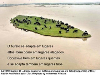 O búfalo se adapta em lugares
altos, bem como em lugares alagados.
Sobrevive bem em lugares quentes
e se adapta também em lugares frios
 