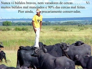 Nunca vi búfalos bravos, nem varadores de cercas . . . .  Vi
muitos búfalos mal manejados e 90% das cercas mal feitas.
           Pior ainda,     precariamente conservadas.
 