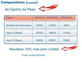 Comparativos (a pasto)

  de Ganho de Peso

   Peso                   Zebuínos     Bubalinos   Diferenças


   Na Data das Desmamas    162KG        210KG        48KG


   Após 12 Meses           267KG        388KG       121KG


   Após 18 Meses           346KG        504KG       158KG



     Resultado: 45% mais para o búfalo
               Fonte: Unesp Botucatu
 