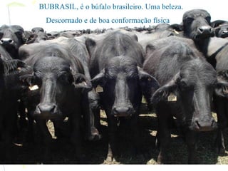 BUBRASIL, é o búfalo brasileiro. Uma beleza.
  Descornado e de boa conformação física
 