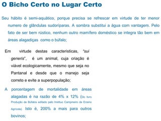O Bicho Certo no Lugar Certo

Seu hábito é semi-aquático, porque precisa se refrescar em virtude de ter menor
   numero de glândulas sudoríparas. A sombra substitui a água com vantagem. Pelo
   fato de ser bem rústico, nenhum outro mamífero doméstico se integra tão bem em
   áreas alagadiças como o búfalo;

 Em          virtude    destas       caracteristicas,        “sui
      generis”,        é um animal, cuja criação é
      viável ecologicamente, mesmo que seja no
      Pantanal e desde que o manejo seja
      correto e evite a superpopulação;

 A porcentagem de mortalidade em áreas
      alagadas é na razão de 4% x 12% (Do                       livro
      Produção de Búfalos editado pelo Instituo Campineiro de Ensino

      Agrícola).   Isto é, 200% a mais para outros
      bovinos;
 