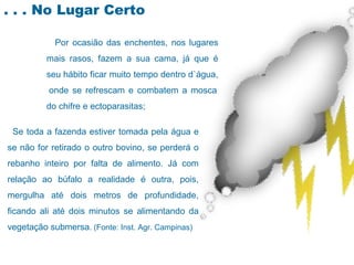. . . No Lugar Certo

            Por ocasião das enchentes, nos lugares
          mais rasos, fazem a sua cama, já que é
          seu hábito ficar muito tempo dentro d`água,
          onde se refrescam e combatem a mosca
          do chifre e ectoparasitas;

 Se toda a fazenda estiver tomada pela água e
se não for retirado o outro bovino, se perderá o
rebanho inteiro por falta de alimento. Já com
relação ao búfalo a realidade é outra, pois,
mergulha até dois metros de profundidade,
ficando ali até dois minutos se alimentando da
vegetação submersa. (Fonte: Inst. Agr. Campinas)
 
