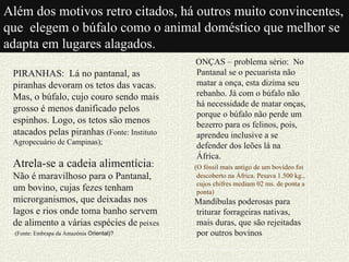 Além dos motivos retro citados, há outros muito convincentes,
que elegem o búfalo como o animal doméstico que melhor se
adapta em lugares alagados.
                                             ONÇAS – problema sério: No
 PIRANHAS: Lá no pantanal, as                Pantanal se o pecuarista não
 piranhas devoram os tetos das vacas.        matar a onça, esta dizima seu
 Mas, o búfalo, cujo couro sendo mais        rebanho. Já com o búfalo não
                                             há necessidade de matar onças,
 grosso é menos danificado pelos
                                             porque o búfalo não perde um
 espinhos. Logo, os tetos são menos          bezerro para os felinos, pois,
 atacados pelas piranhas (Fonte: Instituto   aprendeu inclusive a se
 Agropecuário de Campinas);
                                             defender dos leões lá na
                                             África.
 Atrela-se a cadeia alimentícia:             (O fóssil mais antigo de um bovídeo foi
 Não é maravilhoso para o Pantanal,           descoberto na África. Pesava 1.500 kg.,
                                              cujos chifres mediam 02 ms. de ponta a
 um bovino, cujas fezes tenham                ponta)
 microrganismos, que deixadas nos            Mandíbulas poderosas para
 lagos e rios onde toma banho servem         triturar forrageiras nativas,
 de alimento a várias espécies de peixes     mais duras, que são rejeitadas
  (Fonte: Embrapa da Amazônia Oriental)?     por outros bovinos
 