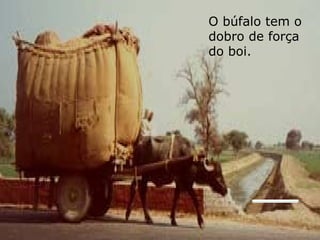 O búfalo tem o
dobro de força
do boi.
 