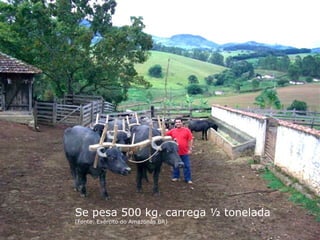 Se pesa 500 kg. carrega ½ tonelada
(Fonte: Exército do Amazonas BR)
 
