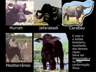 Murrah          Jafarabadi   Carabau

                               E este é
                               o búfalo
                               brasileiro,
                               resultante
                               das demais
               769             raças.
                               Deve ser
                               descornado e
                               ter boa
Mediterrâneo                   conformação
                               física.
 
