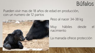 Pueden vivir mas de 18 años de edad en producción,
con un numero de 12 partos
Peso al nacer 34-38 kg
Muy hábiles desde el
nacimiento
La manada ofrece protección
 