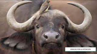 GRACIAS POR LA ATENCION
 