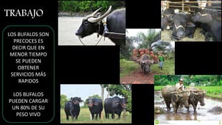 TRABAJO
LOS BUFALOS SON
PRECOCES ES
DECIR QUE EN
MENOR TIEMPO
SE PUEDEN
OBTENER
SERVICIOS MÁS
RAPIDOS
LOS BUFALOS
PUEDEN CARGAR
UN 80% DE SU
PESO VIVO
 