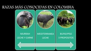 RAZAS MÁS CONOCIDAS EN COLOMBIA
MURRAH
LECHE Y CARNE
MEDITERRANEA
LECHE
BUFALYPSO
3 PROPOSITOS
 
