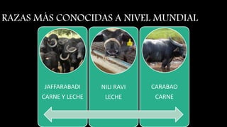 RAZAS MÁS CONOCIDAS A NIVEL MUNDIAL
JAFFARABADI
CARNE Y LECHE
NILI RAVI
LECHE
CARABAO
CARNE
 