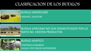 BUFALO AMERICANO
• BISONTE, SILVESTRE
BUFALO AFRICANO NO SON DOMESTICADOS POR LO
TANTO NO EXISTEN PRODUCTOS
BUFALO ASIATICO
• PANTANO (CARABAO)
• AGUA O RIO (RAZAS ANTERIORES)
CLASIFICACION DE LOS BUFALOS
 
