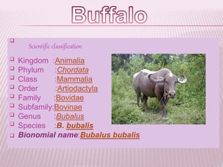 buffalo [Autosaved].pptx