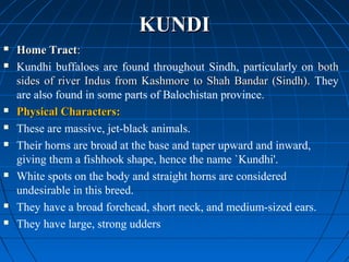 buffalo-breeds-ppt