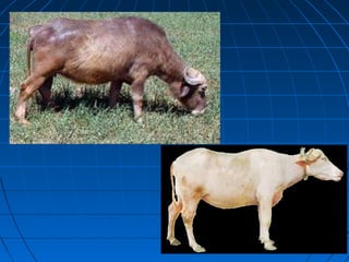 Buffalo breeds | PPT
