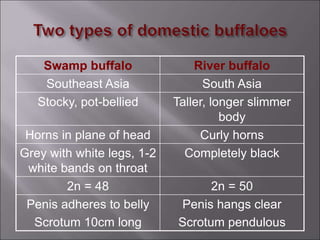 Swamp buffalo River buffalo
Southeast Asia South Asia
Stocky, pot-bellied Taller, longer slimmer
body
Horns in plane of head Curly horns
Grey with white legs, 1-2
white bands on throat
Completely black
2n = 48 2n = 50
Penis adheres to belly
Scrotum 10cm long
Penis hangs clear
Scrotum pendulous
 