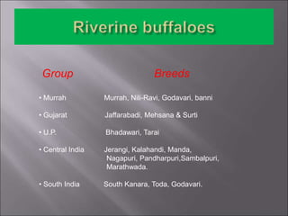 Group Breeds
• Murrah Murrah, Nili-Ravi, Godavari, banni
• Gujarat Jaffarabadi, Mehsana & Surti
• U.P. Bhadawari, Tarai
• Central India Jerangi, Kalahandi, Manda,
Nagapuri, Pandharpuri,Sambalpuri,
Marathwada.
• South India South Kanara, Toda, Godavari.
 