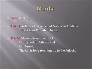  Syn: Delhi, Kali.
 O & D: Rohtak – Haryana and Nabha and Patiala
districts of Punjab in India..
 P & M: Massive frame, jet black.
Horn short, tightly curved.
Hip broad.
The tail is long reaching up to the fetlocks.
 