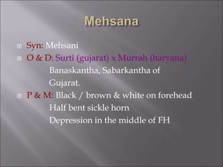  Syn: Mehsani
 O & D: Surti (gujarat) x Murrah (haryana)
Banaskantha, Sabarkantha of
Gujarat.
 P & M: Black / brown & white on forehead
Half bent sickle horn
Depression in the middle of FH
 