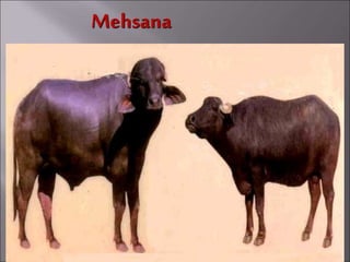 Mehsana
 