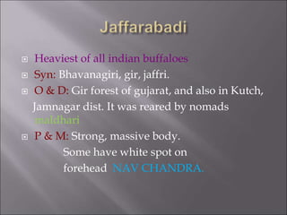  Heaviest of all indian buffaloes
 Syn: Bhavanagiri, gir, jaffri.
 O & D: Gir forest of gujarat, and also in Kutch,
Jamnagar dist. It was reared by nomads
maldhari
 P & M: Strong, massive body.
Some have white spot on
forehead NAV CHANDRA.
 