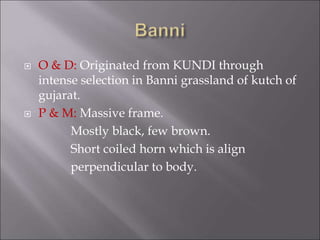  O & D: Originated from KUNDI through
intense selection in Banni grassland of kutch of
gujarat.
 P & M: Massive frame.
Mostly black, few brown.
Short coiled horn which is align
perpendicular to body.
 