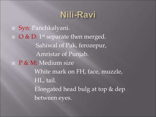  Syn: Panchkalyani.
 O & D: 1st separate then merged.
Sahiwal of Pak, ferozepur,
Amristar of Punjab.
 P & M: Medium size
White mark on FH, face, muzzle,
HL, tail.
Elongated head bulg at top & dep
between eyes.
 