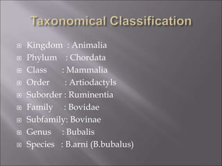  Kingdom : Animalia
 Phylum : Chordata
 Class : Mammalia
 Order : Artiodactyls
 Suborder : Ruminentia
 Family : Bovidae
 Subfamily: Bovinae
 Genus : Bubalis
 Species : B.arni (B.bubalus)
 