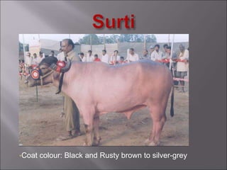 •Coat colour: Black and Rusty brown to silver-grey
 