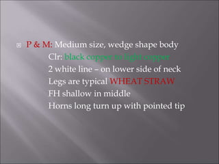  P & M: Medium size, wedge shape body
Clr: black copper to light copper
2 white line – on lower side of neck
Legs are typical WHEAT STRAW
FH shallow in middle
Horns long turn up with pointed tip
 