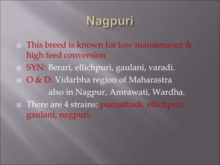 This breed is known for low maintenance &
high feed conversion
 SYN: Berari, ellichpuri, gaulani, varadi.
 O & D: Vidarbha region of Maharastra
also in Nagpur, Amrawati, Wardha.
 There are 4 strains: purnathadi, ellichpuri,
gaulani, nagpuri.
 