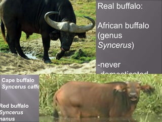 Cape buffalo
Syncerus caffer
Red buffalo
Syncerus
nanus
Real buffalo:
African buffalo
(genus
Syncerus)
-never
-domesticated
 
