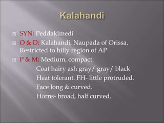  SYN: Peddakimedi
 O & D: Kalahandi, Naupada of Orissa.
Restricted to hilly region of AP
 P & M: Medium, compact.
Coat hairy ash gray/ gray/ black
Heat tolerant. FH- little protruded.
Face long & curved.
Horns- broad, half curved.
 