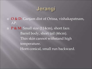  O & D: Ganjam dist of Orissa, vishakapatnam,
AP.
 P & M: Small size (114cm), short face.
Barrel body, short tail (46cm).
Thin skin cannot withstand high
temperature.
Horn conical, small run backward.
 
