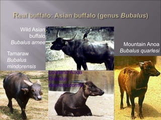 Wild Asian
buffalo
Bubalus arnee
Tamaraw
Bubalus
mindorensis
Lowland Anoa
Bubalus
depressicornis
Mountain Anoa
Bubalus quarlesi
 