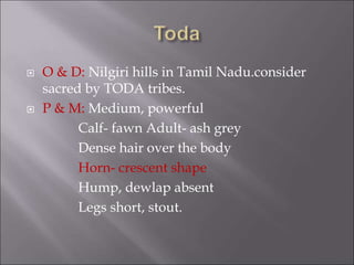  O & D: Nilgiri hills in Tamil Nadu.consider
sacred by TODA tribes.
 P & M: Medium, powerful
Calf- fawn Adult- ash grey
Dense hair over the body
Horn- crescent shape
Hump, dewlap absent
Legs short, stout.
 