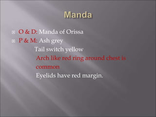  O & D: Manda of Orissa
 P & M: Ash grey
Tail switch yellow
Arch like red ring around chest is
common
Eyelids have red margin.
 