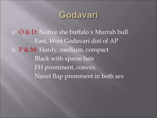  O & D: Native she buffalo x Murrah bull.
East, West Godavari dist of AP
 P & M: Hardy, medium, compact
Black with sparse hair
FH prominent, convex
Navel flap prominent in both sex
 