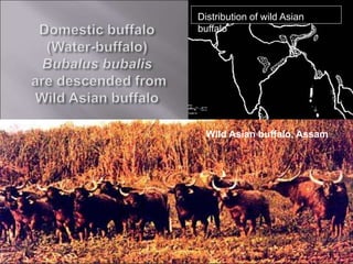 Distribution of wild Asian
buffalo
Wild Asian buffalo, Assam
 
