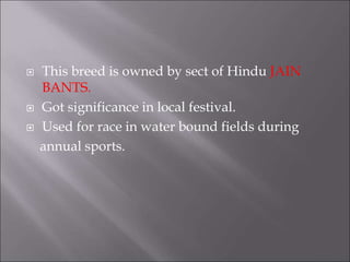  This breed is owned by sect of Hindu JAIN
BANTS.
 Got significance in local festival.
 Used for race in water bound fields during
annual sports.
 