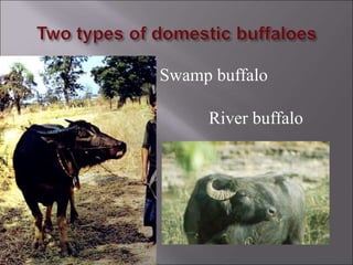 Swamp buffalo
River buffalo
 