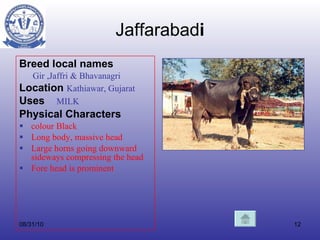 Jaffarabad i Breed local names     Gir ,Jaffri & Bhavanagri Location   Kathiawar, Gujarat Uses   MILK Physical Characters colour   Black Long body, massive head  Large horns going downward sideways compressing the head Fore head is prominent 08/31/10 . t Uses 1 