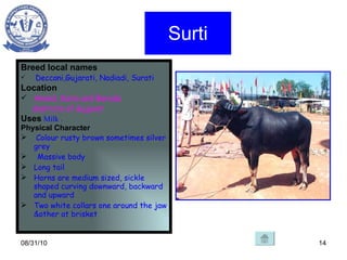 Surti Breed local names Deccani,Gujarati, Nadiadi, Surati Location  Anand, Kaira and Baroda  districts of Gujarat   Uses   Milk . Physical Character   Colour rusty brown sometimes silver grey  Massive body Long tail  Horns are medium sized, sickle shaped curving downward, backward and upward Two white collars one around the jaw &other at brisket  08/31/10 . t Uses 1 
