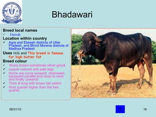 Bhadawari Breed local names  Etawah   Location within country   Agra and Etawah districts of Uttar Pradesh, and Bhind Morena districts of Madhya Pradesh   Uses  Milk  and  This breed is famous for high butter fat   Breed colour   Rusty brown sometimes silver grey& copper-colored with pale legs  Horns are curve outward, downward, backward parallel and close to neck and finally upwards Thick & long with brown tail switch. Hind quarter higher than the fore quarter 08/31/10 . t Uses 