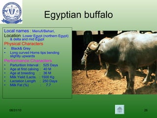 Egyptian buffalo Local names  :  Menufi/Behari, Location  : Lower Egypt (northern Egypt) & delta and mid Egypt Physical Characters Black& Grey  Long curved Horns tips bending slightly upwards   Performance Characters Parturition Interval :  525 Days Age at first calving :  40 M  Age at breeding  :  36 M Milk Yield /Lacta.  : 1500 Kg Lactation Length  :  250 Days Milk Fat (%)  :  7.7 08/31/10 