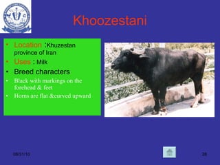 Khoozestani Location  : Khuzestan province of Iran Uses  :  Milk Breed characters Black with markings on the forehead & feet Horns are flat &curved upward 08/31/10 